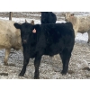 Image 11 : Winnifred Colony Farming Ltd. - 790# December Delivery Weaned Steers - 78 Head (Winnifred, AB)