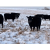 Image 6 : White Moose Ranches - 18 Black Angus X April/May Calvers (Turner Valley, AB)