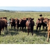 Image 2 : Spring Bank Cattle Co. - 1025# October Delivery Grass Heifers - 72 Head (Springbank, AB)