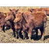 Image 10 : Greybanks Ranch - 870# April Delivery Steers - 110 Head (Three Hills, AB)