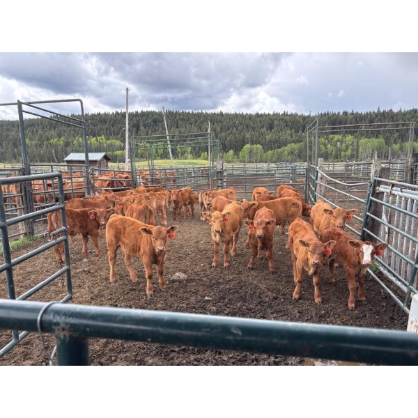 130 Mile Ranch - 590# October Delivery Steer Calves - 100 Head (Lac la Hache, BC)