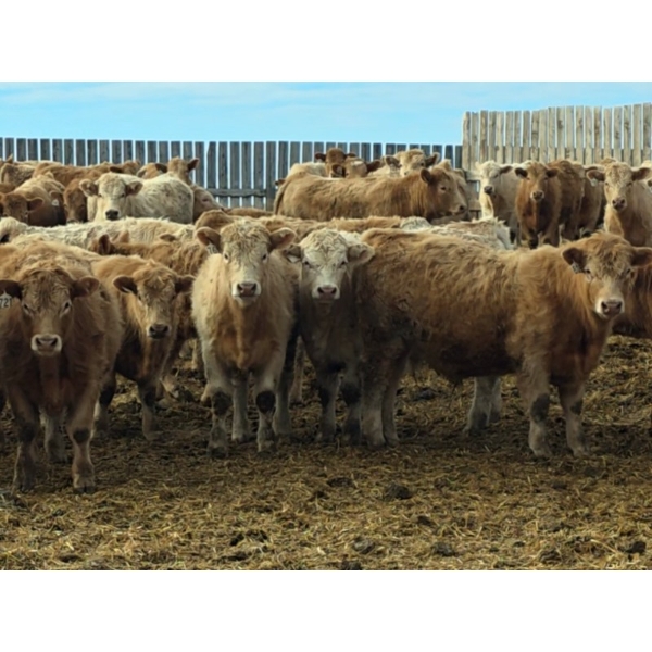 Bauer Ranching - 910# February Delivery Steers - 193 Head (Hilda, AB)