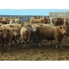 Image 1 : Bauer Ranching - 910# February Delivery Steers - 193 Head (Hilda, AB)