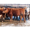 Image 16 : Bezan Cattle Corporation - 725# April/May Delivery Steers - 80 Head (Midale, SK)