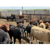Image 6 : Alberta Prime Customer - 725# July/Aug Delivery Heifers - 70 Head (Monarch, AB)