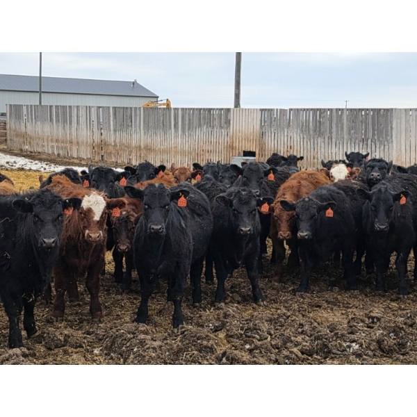 M.S. MacLean Livestock - 920# March Delivery Steers - 100 Head (Coaldale, AB)
