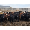 Image 1 : M.S. MacLean Livestock - 920# March Delivery Steers - 100 Head (Coaldale, AB)