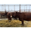 Image 2 : Spruce Ridge Farms  - 12 3-5 Year-Old Cows (Pen 402)
