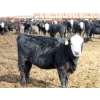 Image 9 : A&A Farms - 25 BWF/BBF Replacement Heifers (Coaldale, AB)
