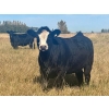 Image 10 : Valley View Ranch - 950# October Delivery Grass Heifers - 150 Head (Strathmore, AB)