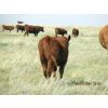 Image 9 : Andrew Ranching - 520# Steer Calves - 90 Head (Rolling Hills, AB)