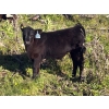 Image 4 : Cutting Edge/Holtry Creek - 575# November Delivery Steer Calves - 100 Head (100 Mile House, BC)