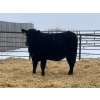 Image 5 : Moebis Bros Ag Ltd. - 58 Black Angus November Delivery Bred Heifers (Beechy, SK)