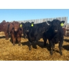 Image 2 : Van Hall Cattle Co. - 1000# April Delivery Steers - 180 Head (Scandia, AB)
