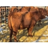 Image 2 : Red Deer Feeder Association Ltd. - 4 Heifers (Pen 137)