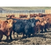 Image 5 : Greybanks Ranch - 870# April Delivery Steers - 110 Head (Three Hills, AB)