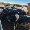Image 2 : Idaho Dairies/Ranches - 94 Mixed (Burley, ID)