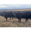 Image 2 : Midpoint Farms - 26 Black Angus X April/May Calving Bred Heifers (Drayton Valley, AB)