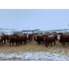 Image 5 : South Valley Farms - 850# February Delivery Weaned Steers - 70 Head (Rapid City, MB)