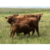Image 13 : Hand Hills Farming - 800# September Delivery Steer Calves - 160 Head (Hanna, AB) VBP+