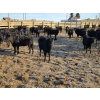 Image 3 : Franz Land & Cattle - 840# March Delivery Heifers - 75 Head (Medicine Hat, AB)