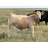 Image 10 : Holst Farms Ltd. - 700# October Delivery Steer Calves - 88 Head (Hays, AB)