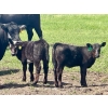 Image 7 : Schunicht Farms - 680# Dec/Jan Delivery Weaned Heifers - 85 Head (Strathmore, AB)
