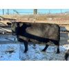 Image 2 : Crooked Creek Ranch - 3 Mature Cows (Pen 412)