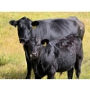 Image 3 : Running M Farms - 540# October Delivery Steer Calves - 41 Head (Airdrie, AB)