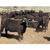 Image 3 : Alan Fridlington - 800# May Delivery Heifers - 75 Head (Kersley, BC)
