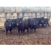 Image 3 : Jay Be Acres Ltd. - 920# April Delivery Steers - 66 Head (Deloraine, MB) 