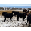 Image 4 : Wayne Megli - 750# February Delivery Steers - 80 Head (Carrot River, SK)