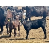 Image 3 : Schunicht Farms - 680# Dec/Jan Delivery Weaned Heifers - 85 Head (Strathmore, AB)