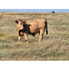 Image 8 : Ron Schmidt - 720# November Delivery Steer Calves - 85 Head (Rainier, AB)