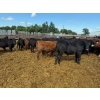 Image 5 : Chipping Hill Cattle Co. - 785# August Delivery Steers - 77 Head (MacGregor, MB)