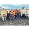 Image 3 : Larnie's Bar 3K Ranch - 870# June Delivery Steers - 120 Head (Onoway, AB)