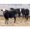 Image 7 : Little Rainbow Ranch - 690# March Delivery Steers - 176 Head (Moosomin, SK)