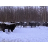 Image 4 : The Grind Stone Ranch - 42 Angus X Bred Cows/Heifers (Charlie Lake, BC)