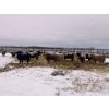 Image 7 : Merrick Campbell Herd Dispersal - 40 6, 7 & 8 Year-Old Bred Cows (Calahoo, AB) VBP+