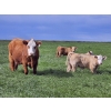 Image 4 : J&E Farms Ltd. - 650# November Delivery Steer Calves - 90 Head (Tilley, AB)