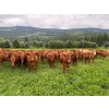 Image 3 : Crystal Lake Ranch - 875# July Delivery Steers - 70 Head (Malakwa, BC)