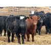 Image 7 : Habraken Farms Ltd. - 960# March Delivery Steers - 63 Head (Scandia, AB)