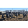 Image 3 : Little Big Ranch - 790# March Delivery Steers - 75 Head (Medicine Hat, AB)