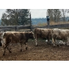 Image 7 : Fridlington Family Farms - 930# September Delivery Grass Heifers - 65 Head (Kersley, BC)