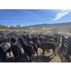 Image 6 : Kamloops Area Ranchers - 555# October Delivery Heifer Calves - 100 Head (Kamloops, BC)