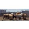 Image 6 : Cattlewood Farms Ltd. - 945# June/July Delivery Heifers - 35 Head (Fincastle, AB)