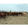 Image 5 : Birch Island Land & Cattle - 1125# July Delivery Steers - 108 Head (Rhein, SK)