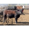Image 8 : Little Rainbow Ranch - 820# June Delivery Steers - 144 Head (Moosomin, SK)