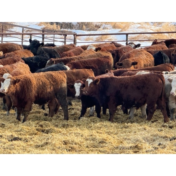 Monty & Jason Hollingsworth - 940# January Delivery Steers - 65 Head (Rimbey, AB)