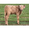 Image 5 : Oxbow Farms - 540# November Delivery Heifer Calves - 190 Head (Melita, MB)